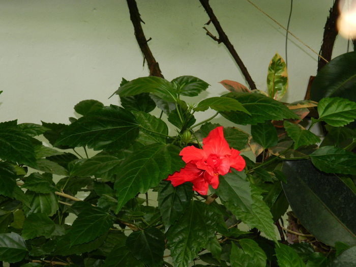 DSCN3708 - 2015_AUGUST