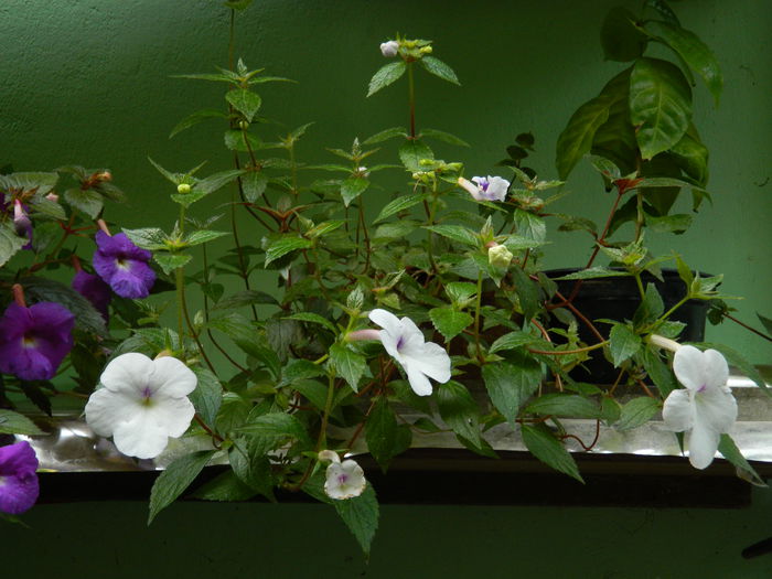 DSCN3712 - 2015_AUGUST