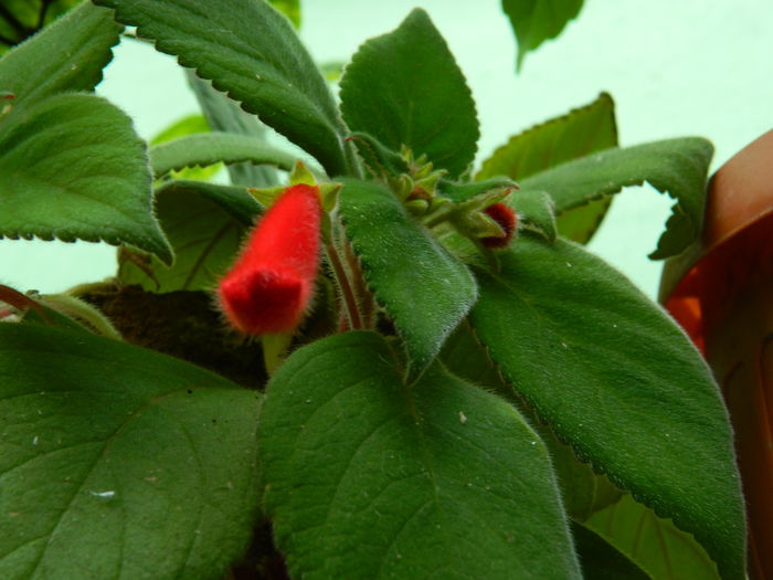 DSCN3714 - 2015_AUGUST