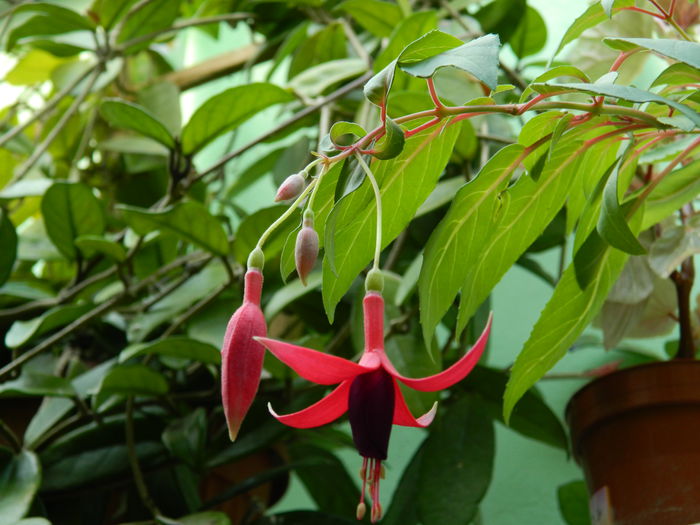 DSCN3715 - 2015_AUGUST