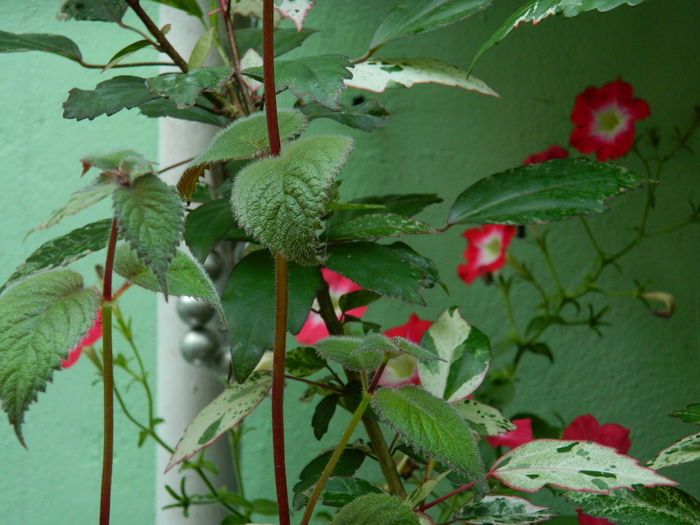 DSCN3717 - 2015_AUGUST