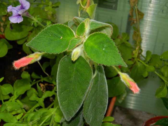 DSCN3718 - 2015_AUGUST