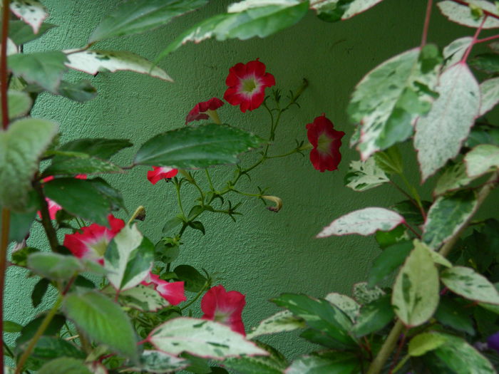 DSCN3724 - 2015_AUGUST