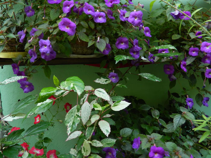 DSCN3725 - 2015_AUGUST