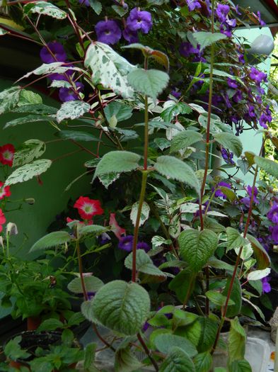 DSCN3726 - 2015_AUGUST