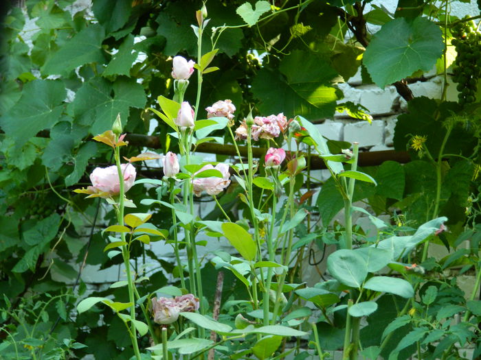 DSCN3730 - 2015_AUGUST