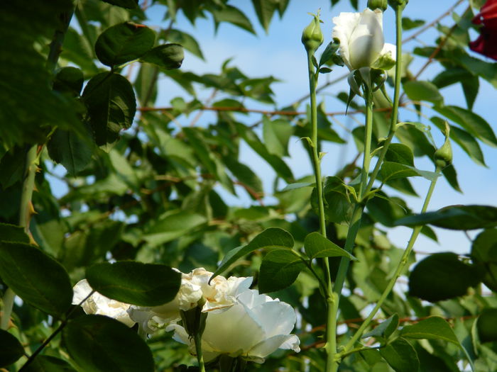 DSCN3731 - 2015_AUGUST