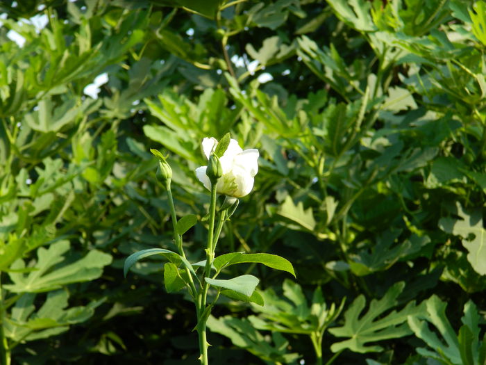 DSCN3732 - 2015_AUGUST