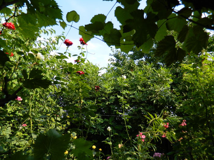 DSCN3734 - 2015_AUGUST