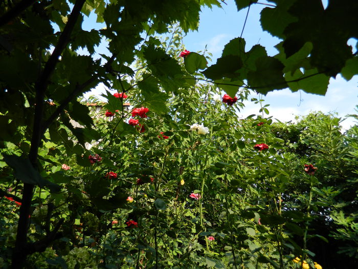 DSCN3735 - 2015_AUGUST