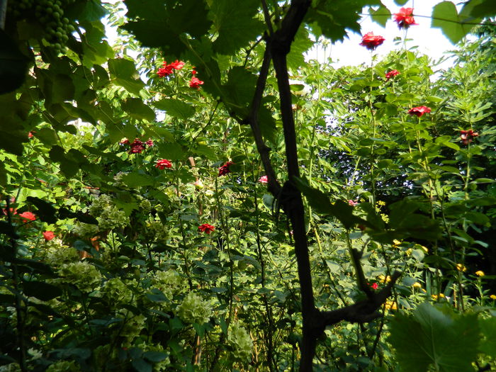 DSCN3736 - 2015_AUGUST