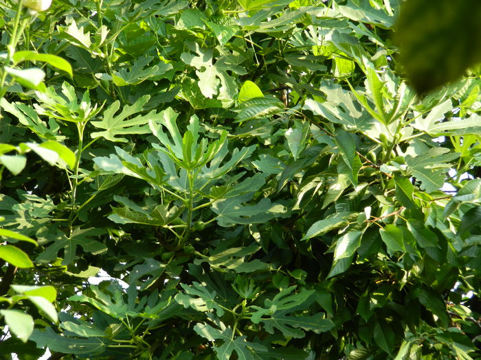 DSCN3737 - 2015_AUGUST