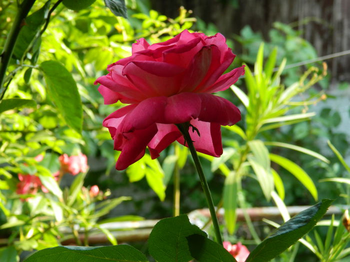 DSCN3738 - 2015_AUGUST