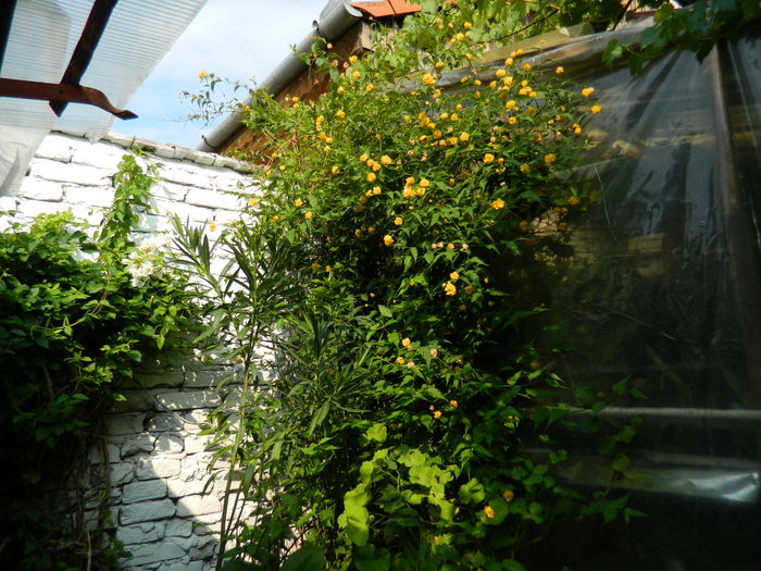 DSCN3743 - 2015_AUGUST