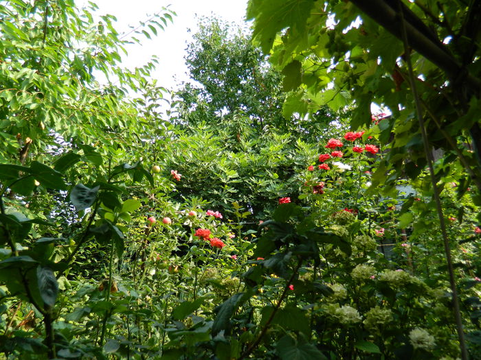 DSCN3751 - 2015_AUGUST