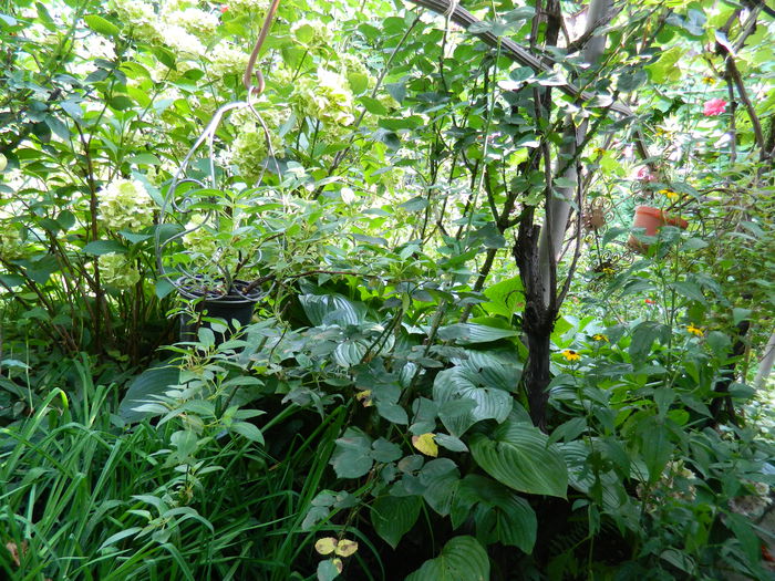 DSCN3752 - 2015_AUGUST