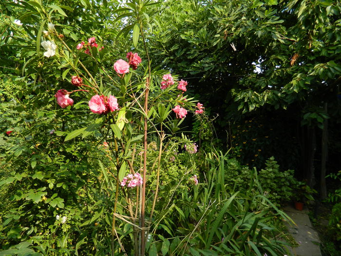 DSCN3756 - 2015_AUGUST