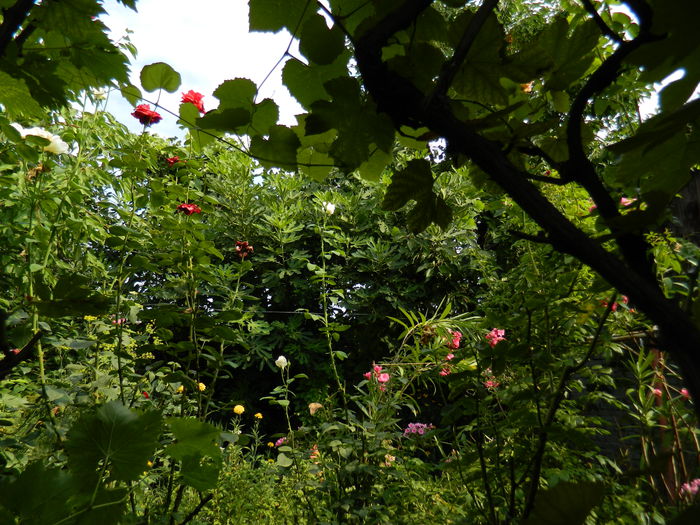 DSCN3761 - 2015_AUGUST