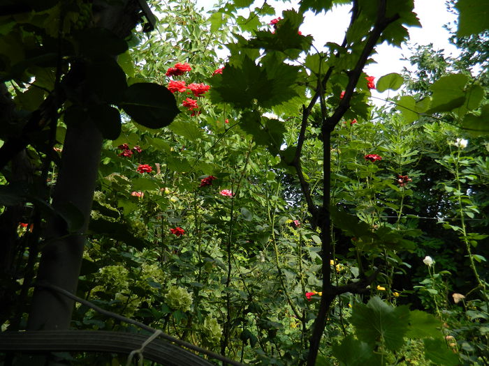 DSCN3762 - 2015_AUGUST