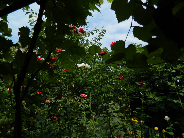 DSCN3763 - 2015_AUGUST