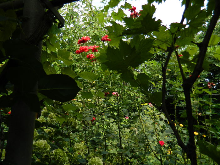 DSCN3764 - 2015_AUGUST
