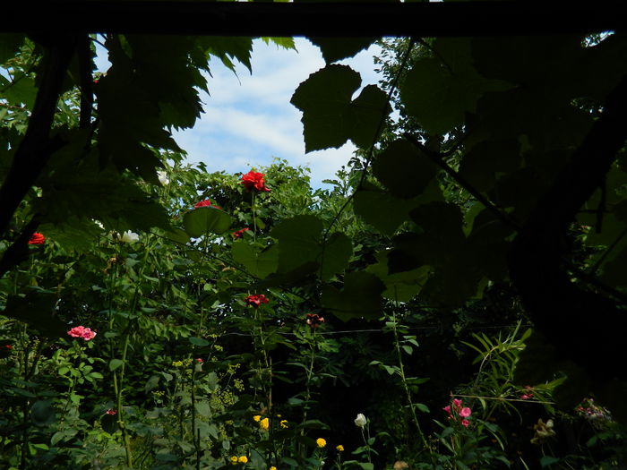 DSCN3765 - 2015_AUGUST