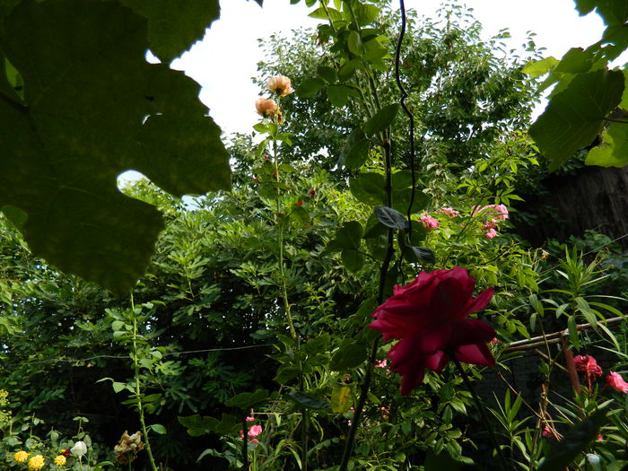 DSCN3766 - 2015_AUGUST