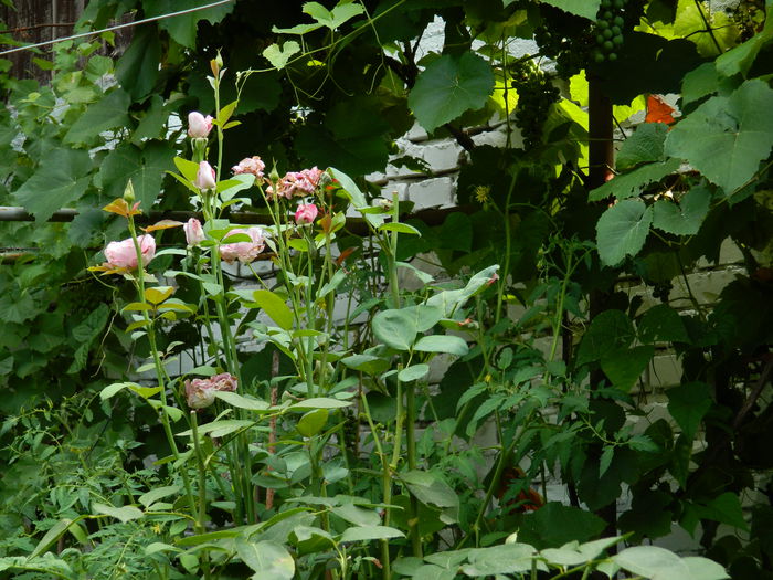DSCN3770 - 2015_AUGUST