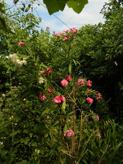 DSCN3771 - 2015_AUGUST