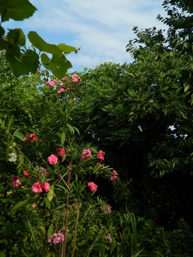 DSCN3772 - 2015_AUGUST