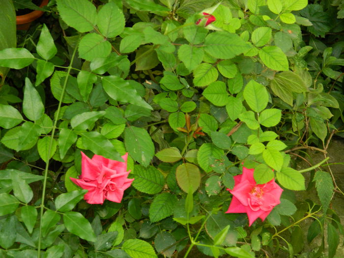 DSCN3773 - 2015_AUGUST