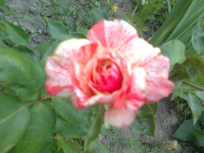 Philatelie Rose