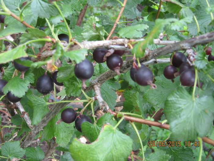 Picture 3769 - 3 ARBUSTI FRUCTIFERI SI ORNAMENTALI