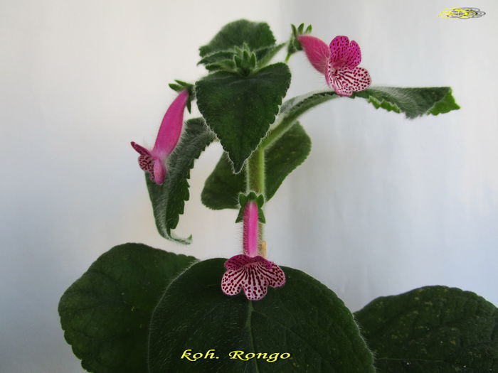 Rongo (4-08-2015) - Gesneriaceae 2015