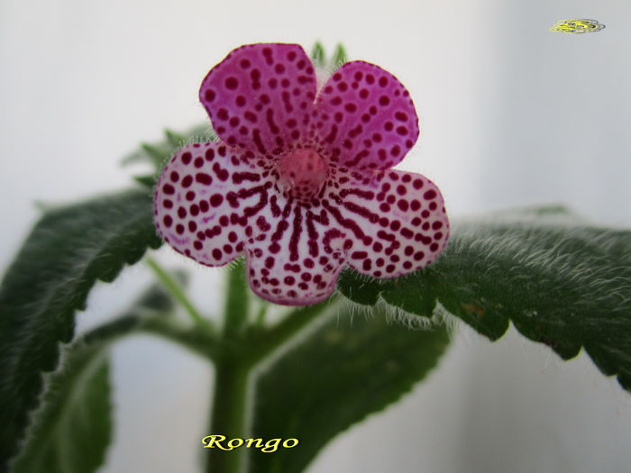 Rongo(4-08-2015)1 - Gesneriaceae 2015