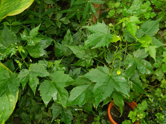 DSCN3368 - 2015_IULIE_4