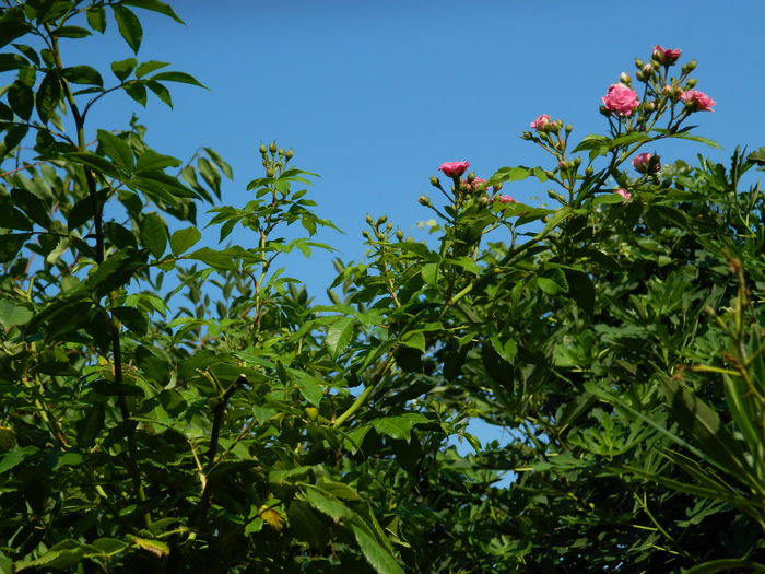 DSCN3383 - 2015_IULIE_4