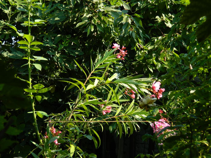 DSCN3401 - 2015_IULIE_4