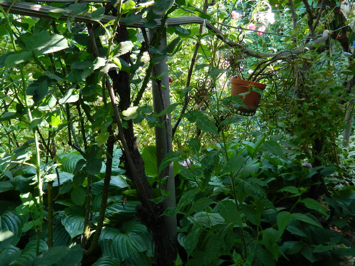 DSCN3409 - 2015_IULIE_4