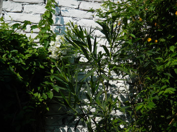 DSCN3417 - 2015_IULIE_4