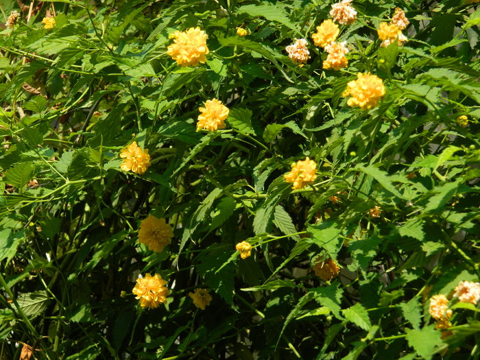 DSCN3420 - 2015_IULIE_4