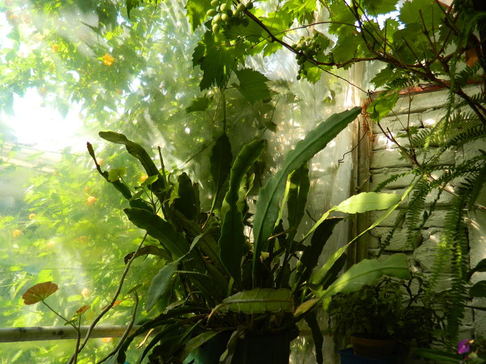 DSCN3425 - 2015_IULIE_4