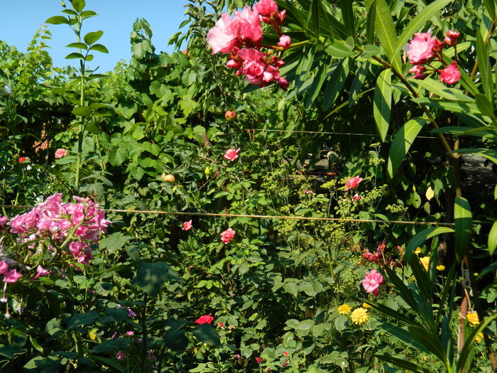 DSCN3432 - 2015_IULIE_4