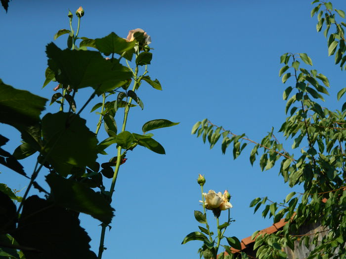 DSCN3446 - 2015_IULIE_4