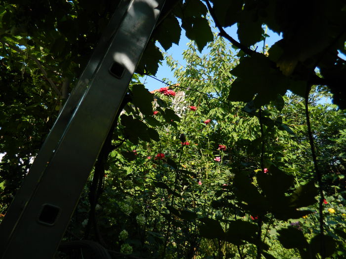 DSCN3453