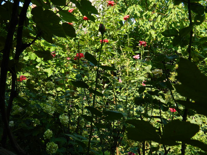 DSCN3454 - 2015_IULIE_4