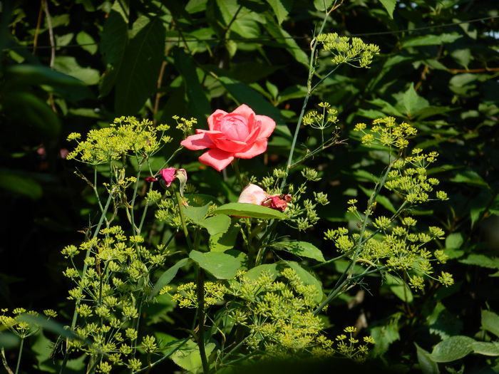 DSCN3455 - 2015_IULIE_4