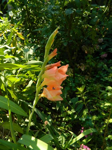 DSCN3459 - 2015_IULIE_4