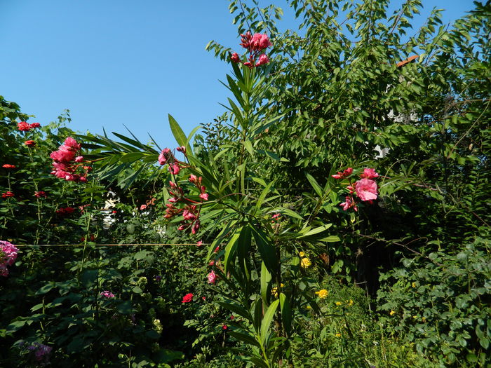 DSCN3464 - 2015_IULIE_4