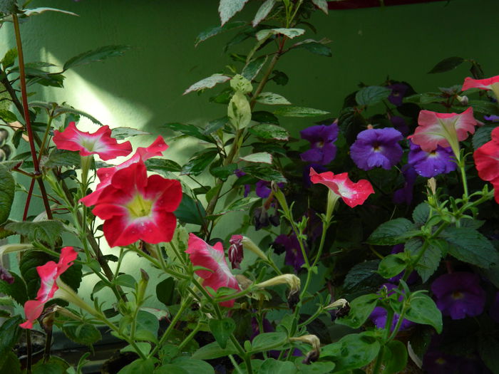 DSCN3472 - 2015_IULIE_4